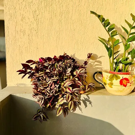 Seren * Vlorë